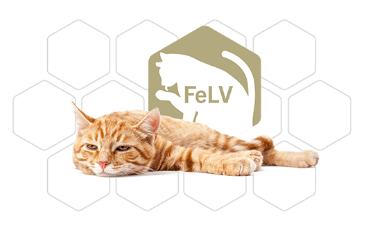 UAT-feline-FeLV