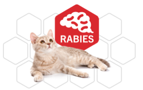 UAT-feline-rabies