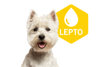 lepto-hero-banner