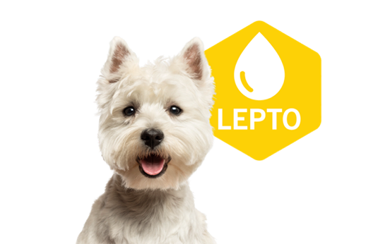 lepto-hero-banner